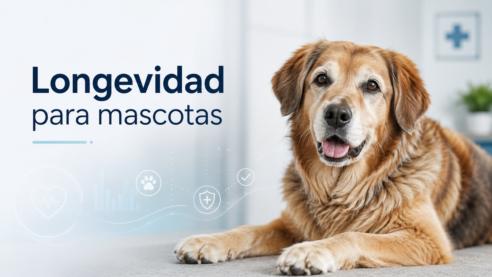 Perro senior en consulta veterinaria
